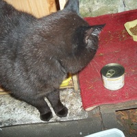 photo de livraison pour Hungry Cats14