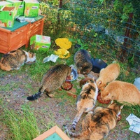 photo de livraison pour Amis des Chats de Port-Vendre