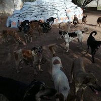photo de livraison pour Help Adopt Moroccan Animals
