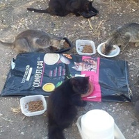 photo de livraison pour Les Chats-Pitresdelavi-Ste