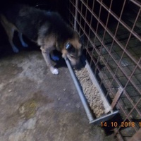 photo de livraison pour Pro Animals Finland ry