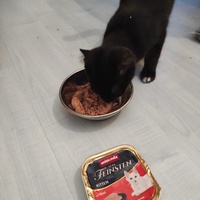photo de livraison pour Les Pattounes de Théo