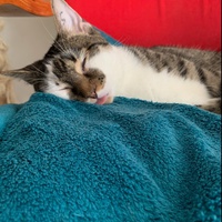 photo de livraison pour Les Chats de Cooper
