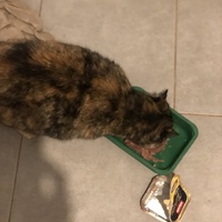 photo de livraison pour Les Chats de Condom 32