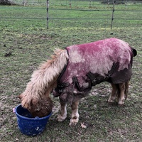 photo de livraison pour Les Chevaux d'Elo