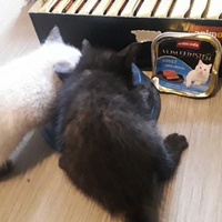 photo de livraison pour A Pas De Chats