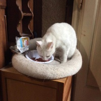 photo de livraison pour Vallée des Chats