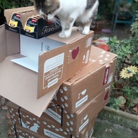 photo de livraison pour Les chats libres de Caro
