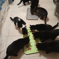 photo de livraison pour Les Amis de Michouette