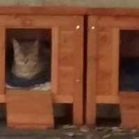 photo de livraison pour Chats cerbériens