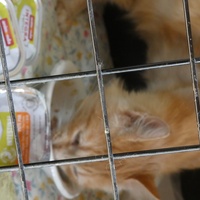 photo de livraison pour Jardin des Chats