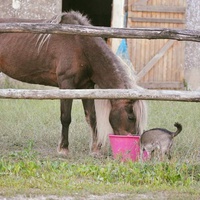 photo de livraison pour Syrou