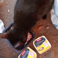 photo de livraison pour Les Chats-Pitresdelavi-Ste