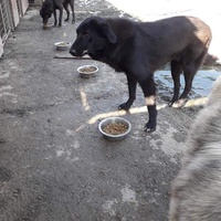 photo de livraison pour Animals voice Macedonia