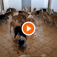 photo de livraison pour Sanctuaire de la Faune de Tanger (SFT)