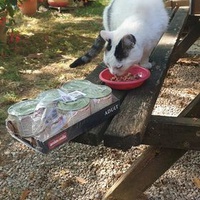 photo de livraison pour Ecole du Chat d’Arbois