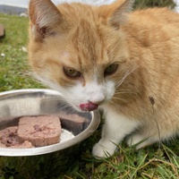 photo de livraison pour Les chats de Feelin’ Good
