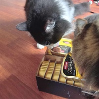 photo de livraison pour Le Cercle des Chats Libres du Pays de Vannes
