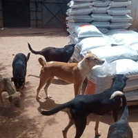 photo de livraison pour Help Adopt Moroccan Animals