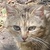 photo animal