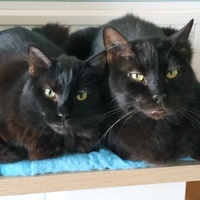 photo de livraison pour Les Pattounes de l'Espoir