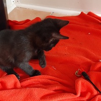 photo de livraison pour Bien vivre avec les Chats Sallélois
