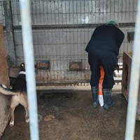 photo de livraison pour RespekTIERE Leben e.V.