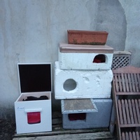 photo de livraison pour Les chats libres de Caro