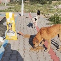 photo de livraison pour 4 Pattes Mogador