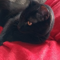 photo de livraison pour Amour et Protection des Animaux