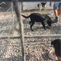photo de livraison pour Animal Shields Oradea