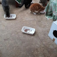 photo de livraison pour Une vie, Un chat