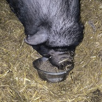 photo de livraison pour Refuge du Poil à la Plume