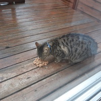 photo de livraison pour Pour l'Amour des Chats
