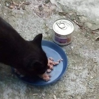 photo de livraison pour Les chats Port-Saint-Louisiens