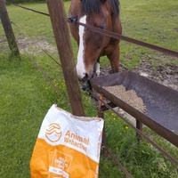 photo de livraison pour Hearthland Royal Horse