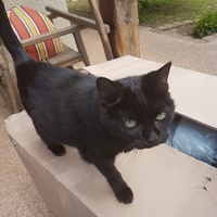 photo de livraison pour Chat de Gout'hier sans Toit