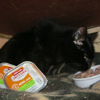 photo de livraison pour Au Bonheur des Chats Libres