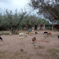 photo de livraison pour Help Adopt Moroccan Animals