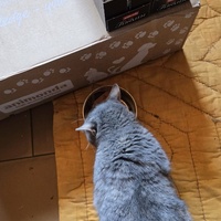 photo de livraison pour Amis de Myrtille