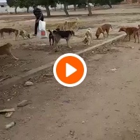 photo de livraison pour Comme Chiens et Chats Maroc