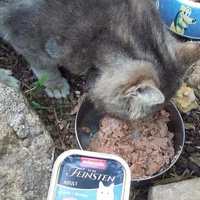photo de livraison pour Les Chats-Pitresdelavi-Ste