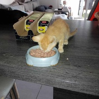 photo de livraison pour Chat L'Heureux Chat l'Ange et Cie