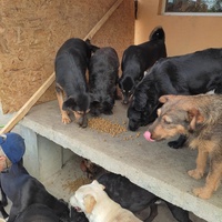 photo de livraison pour Društvo za zaštitu životinja "Bela"