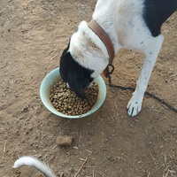 photo de livraison pour For the Strays - Paws of Greece