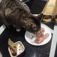 photo de livraison pour Les chats de l'Indifférence