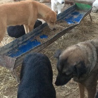 photo de livraison pour StrayDogs