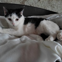 photo de livraison pour Les Chats de la Rue