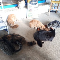 photo de livraison pour Chats en Liberté