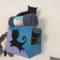 photo de livraison pour Association des Chats Camarguais